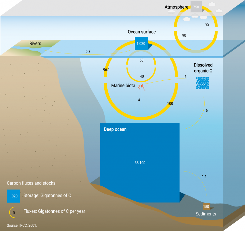 Schematic of the ocean carbon cycle, which includes the annual net transfer of carbon dioxide between the atmosphere and ocean surface. The figure demonstrates that the carbon inventory of the deep ocean is important to the Earth’s climate system.