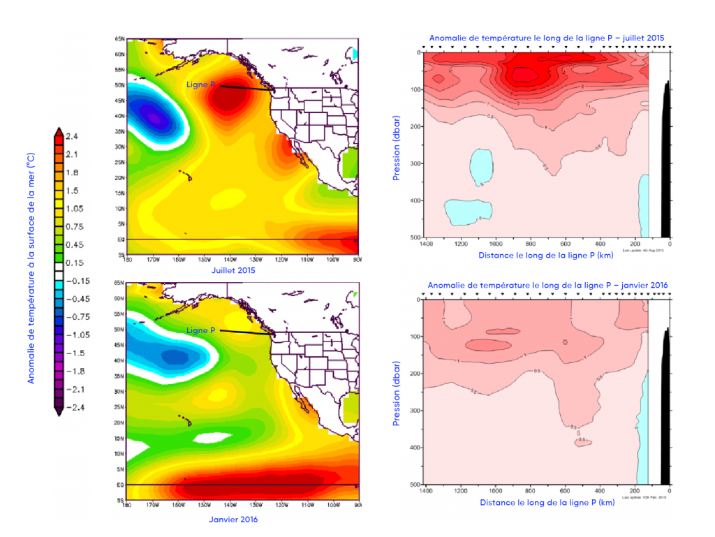 Les encadrés de gauche montrent une carte de l’Amérique du Nord et de l’océan Pacifique en juillet 2015 et en janvier 2016. Les anomalies de température à la surface de la mer sont indiquées sur ces cartes; le vert, le jaune et le rouge représentent des températures supérieures à la moyenne, tandis que le bleu et le violet représentent des températures inférieures à la moyenne. La carte de juillet 2015 montre des températures supérieures à la moyenne au large des côtes de la Colombie-Britannique et du Mexique, et des températures inférieures à la moyenne vers l’ouest. La carte de janvier 2016 montre des températures supérieures à la moyenne dans la partie sud de l’océan Pacifique. Les encadrés de droite montrent les anomalies de température en fonction de la profondeur (en mètres) le long de la ligne P, comme il est indiqué dans les encadrés de gauche et commençant près de la côte sud-ouest de l’île de Vancouver, en Colombie Britannique, et menant à la station océanique Papa (145° W, 50° N). Les couleurs sont délimitées par des incréments de 0,5 °C. L’encadré de juillet 2015 montre une anomalie importante près de la surface qui ne figure plus sur l’encadré de janvier 2016.