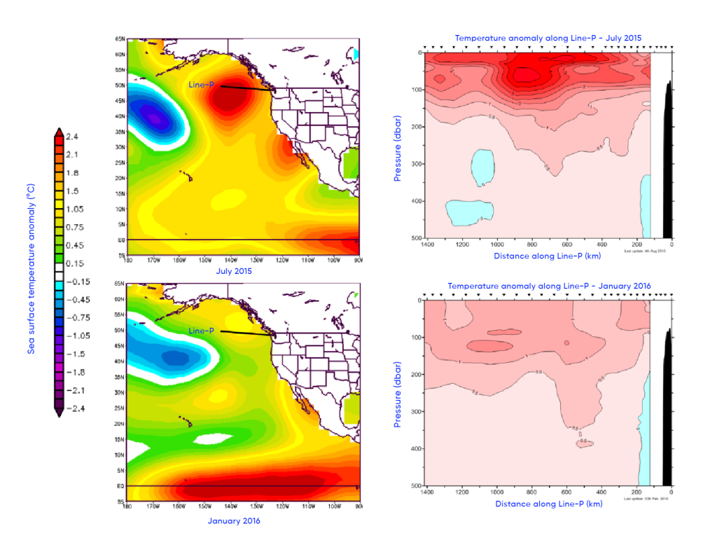 Left-hand panel of figure shows a map of North America and the pacific ocean in July 2015 and January 2016. Sea-surface temperature anomalies are shown on the map, with the green, yellow, and red colours representing above-average temperatures and the blue and purple colours representing below-average temperatures. The map of July 2015 shows above-average temperatures off the coast of British Columbia and Mexico and below-average temperature toward the west. The map of January 2016 shows above average temperatures across the southern part of the pacific ocean. Right-hand panel shows temperature anomalies by depth (in meters) along Line-P, as shown in the left-hand panels and starting near the southwest coast of Vancouver Island, British Columbia, leading to the Ocean Station Papa (145°W, 50°N). The colours are demarcated by increments of 0.5°C. The July 2015 panel shows a significant anomaly near the surface, which is dissipated in the January 2016 panel.