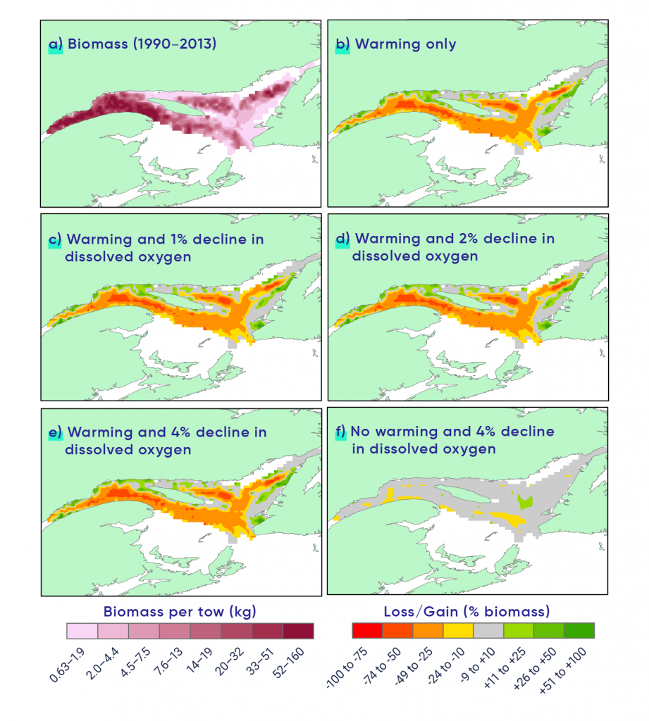 Six maps (labelled A through F) of the Gulf of St. Lawrence show the distribution and abundance of Greenland halibut. Map A shows the actual biomass data for the period 1990 to 2013. Map B displays a scenario involving warming only where there is a loss in biomass in the majority of the region with pockets that gain biomass. The scenarios shown in panels C, D, and E involve the same level of warming as in panel B, but this warming is accompanied by different levels of oxygen decline (c =1% decline, d = 2% decline, and e = 4% decline). The impacts of warming alone (B) and warming accompanied by a 4% saturation decline in dissolved oxygen (E) appear similar with the colour coding used, although warming alone reduced high-density areas by 49%, whereas the two stressors combined caused a 57% reduction. Decline in dissolved oxygen without the increase in temperature only reduced biomass by 2%.