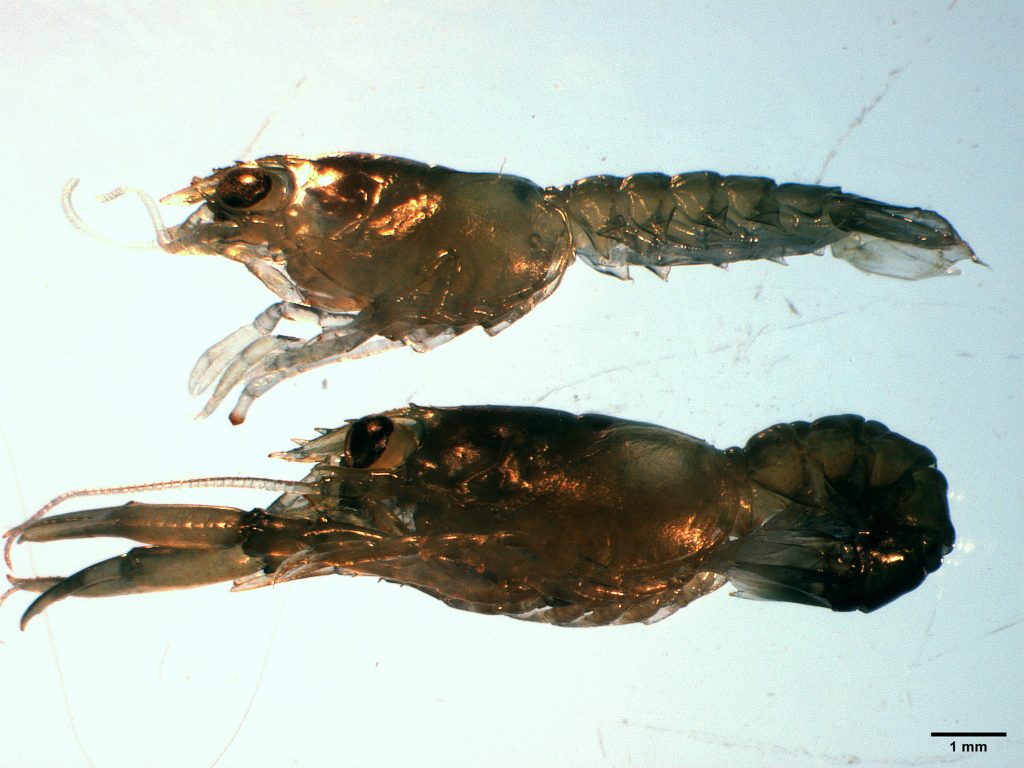 Photographie d’un homard américain au stade IV de développement sain élevé dans des conditions ambiantes (en bas) et d’une larve de homard déformée au stade IV de développement dans des conditions acidifiées (en haut). Le homard exposé à des conditions acidifiées est plus petit et a perdu ses pinces en raison du stress environnemental.