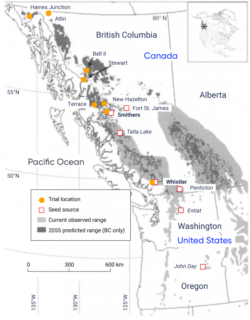 Map of British Columbia, Alberta, Washington, and Oregon showing the current observed range and predicted future range in 2055 for Whitebark Pine. The current observed range spans the interior mountain ranges in British Columbia and Alberta. The 2055 predicted range is much smaller and is shown in the higher-altitude pockets of the current observed range and in new areas in northern British Columbia. Seed sources are shown in John Day, Oregon and Entiat, Washington, as well as in Penticton, Whistler, Tatla Lake, Smithers, and Fort Saint James, British Columbia. Trial locations for the assisted migration experiment are shown in Whistler, Smithers, New Hazelton, Terrace, Stewart, Bell II, Atlin, and Haines Junction, British Columbia.