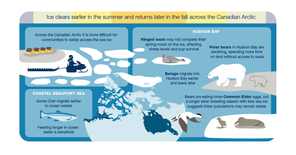 Illustration of a hunter on a snowmobile on the sea ice and various arctic species showing the impacts of ice clearing earlier in the summer and returning later in the fall across the Canadian Arctic. Across the Canadian Arctic it will be more difficult for communities to safely access the sea ice. On Hudson Bay, ringed seals may not complete their spring moult on the ice, affecting stress levels and pup survival. Polar bears in Hudson Bay are declining and spending more time on land without access to seals. Beluga migrate into Hudson Bay earlier and leave later. Bears are eating more Common Elder eggs, but a longer elder breeding season with less sea ice suggests Elder populations may remain stable. On the coastal Beaufort Sea, some char are migrating earlier to ocean waters and feeding longer in ocean water which is beneficial.