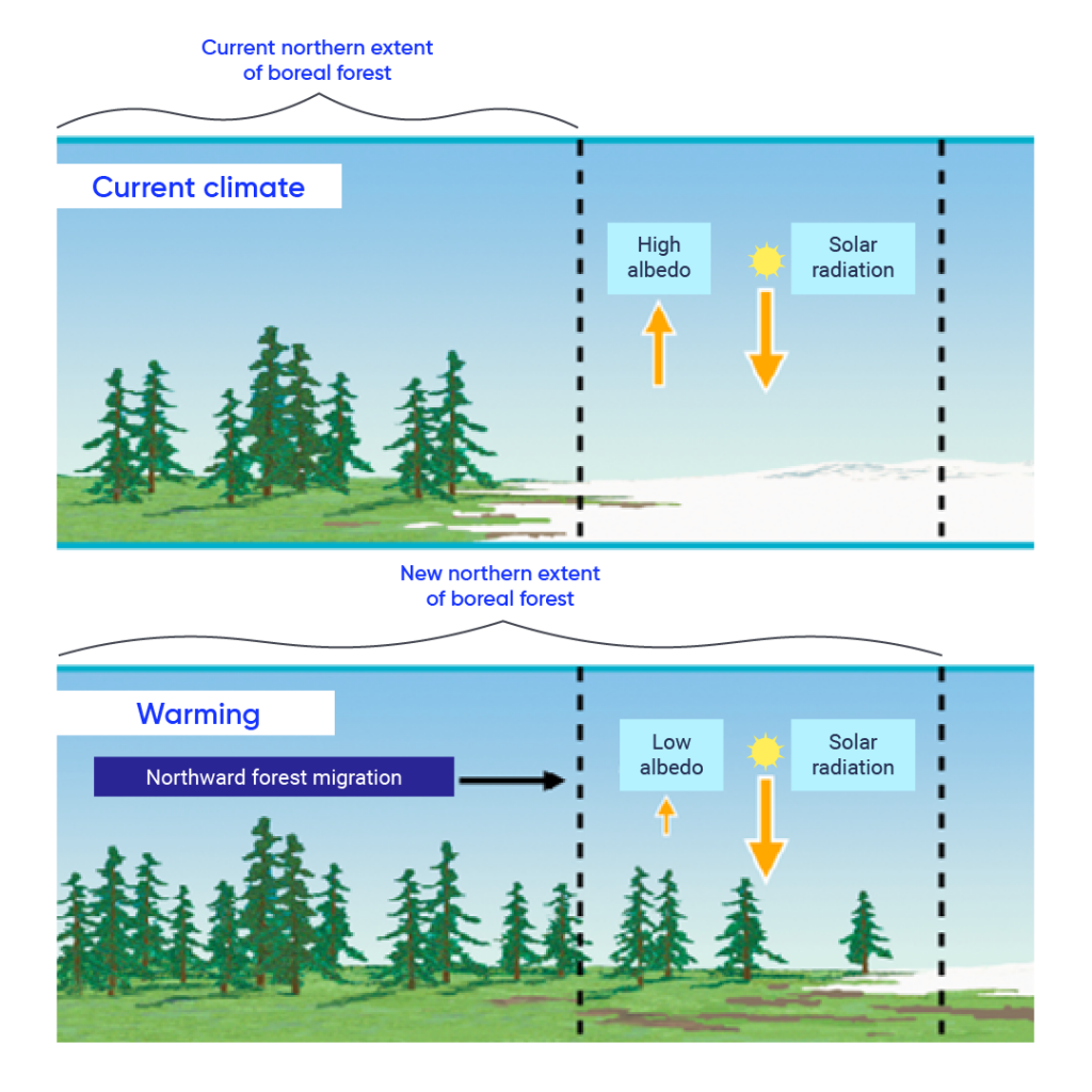 Top illustrated panel shows the current climate, with a boreal forest on the left and snow covered ground on the right. An arrow points upward from the snow to the sky and is labelled “high albedo.” The sun is in the sky with an arrow going toward the snow, which is labelled “solar radiation.” The bottom panel shows the new northern extent of the boreal forest with warming due to climate change. In this panel, the boreal forest extends to the right where the snow used to be. Now, low albedo is shown coming from the forest, and solar radiation continues to come down from the sun.