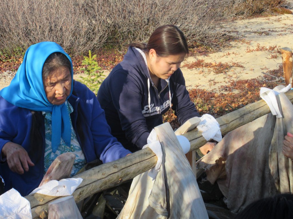 Photographie d’un Aîné de Wekweètı̀ apprenant à un jeune membre de la collectivité à gratter et à tanner les peaux de caribou. Les peaux sont trempées et étirées sur une planche avant d’être grattées à l’aide d’un k’edze, outil fabriqué à partir de l’os de la patte inférieure d’un caribou.