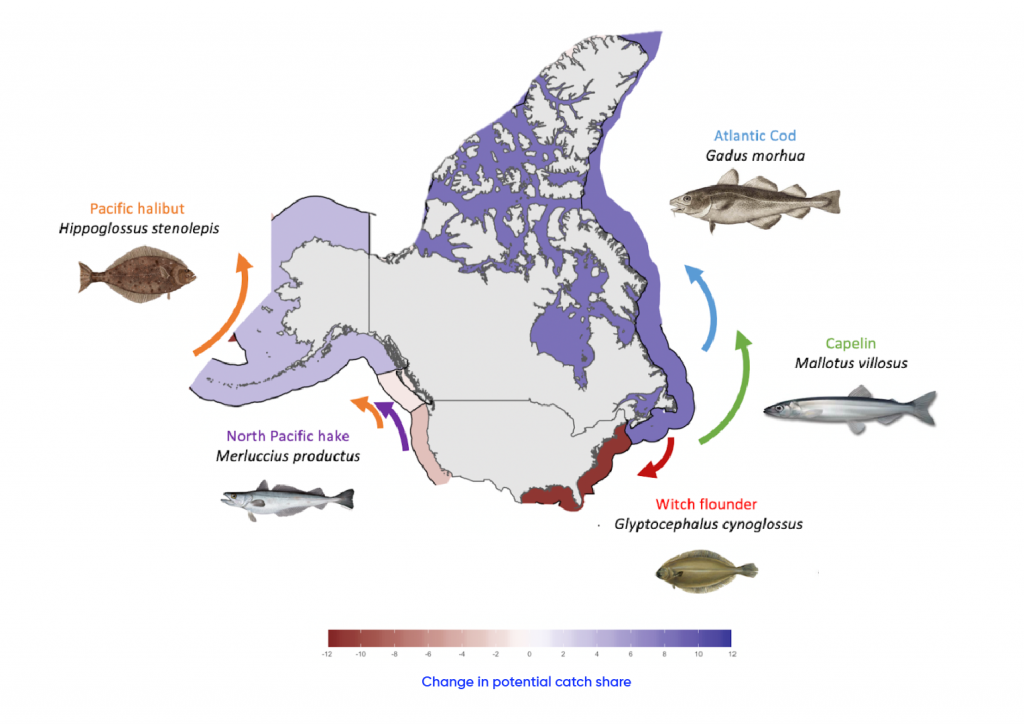 Map of the United States and Canada including surrounding waters showing projected shifts in the distribution of representative commercial transboundary fish species targeted by American and Canadian fisheries by 2050 relative to 2014 under a high-emission climate change scenario. Pacific halibut are expected to shift northward and the potential catch share is expected to increase slightly. Atlantic Cod and Capelin are expected to shift northward, resulting in a moderate increase in catch share. North Pacific hake is expected to shift north and catch share is expected to decline slightly. Witch flounder is expected to shift southward and catch share will significantly decline