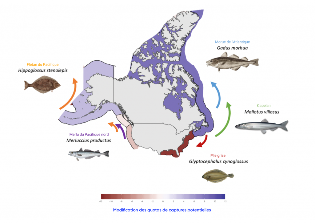 Carte des États Unis et du Canada, y compris les eaux environnantes, montrant les changements prévus dans la répartition des espèces de poissons transfrontalières commerciales représentatives ciblées par les pêcheries américaines et canadiennes d’ici 2050 par rapport à 2014, selon un scénario des changements climatiques à émissions élevées. Le flétan du Pacifique devrait se déplacer vers le nord et le partage éventuel des prises devrait augmenter légèrement. La morue de l’Atlantique et le capelan devraient se déplacer vers le nord, ce qui entraînera une augmentation modérée du partage des prises. Le merlu du Pacifique Nord devrait se déplacer vers le nord et le partage des prises devrait diminuer légèrement. La plie grise devrait se déplacer vers le sud et le partage des prises diminuera considérablement.