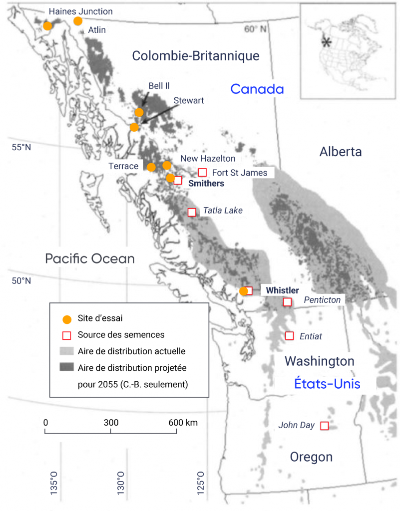 Carte de la Colombie Britannique, de l’Alberta, de l’État de Washington et de l’Oregon montrant l’aire de répartition actuelle observée et l’aire de répartition future prévue en 2055 pour le pin à écorce blanche. L’aire de répartition actuelle observée s’étend sur les chaînes de montagnes intérieures de la Colombie Britannique et de l’Alberta. L’aire de répartition prévue en 2055 est beaucoup plus petite et se manifeste dans les zones de plus haute altitude de l’aire de répartition actuelle observée et dans de nouvelles zones du nord de la Colombie Britannique. Les sources de semences sont indiquées à John Day, en Oregon, et à Entiat, dans l’État de Washington, ainsi qu’à Penticton, Whistler, Tatla Lake, Smithers et Fort Saint James, en Colombie Britannique. Les sites d’essai pour l’expérience de migration assistée sont indiqués à Whistler, Smithers, New Hazelton, Terrace, Stewart, Bell II, Atlin et Haines Junction, en Colombie Britannique.