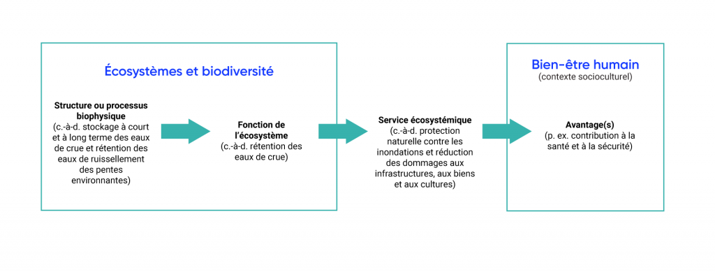 L’organigramme affiche le lien entre les écosystèmes et la biodiversité et le bien être humain. Les structures ou les processus biophysiques (c.-à-d. stockage à court et à long terme des eaux de crue et rétention des eaux de ruissellement des pentes environnantes) assurent des fonctions écosystémiques (c.-à-d. rétention des eaux de crue), qui produisent un service écosystémique (c.-à-d. protection naturelle contre les inondations et réduction des dommages aux infrastructures, aux biens et aux cultures). Les services écosystémiques ont ensuite des avantages pour le bien être humain (p. ex. en contribuant à la santé et à la sécurité).