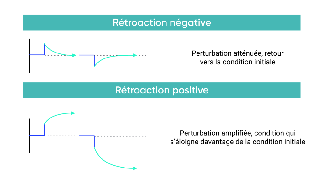 L’illustration de la boucle de rétroaction négative montre une perturbation amortie vers la condition initiale. L’illustration de la boucle de rétroaction positive montre une perturbation amplifiée par rapport à la condition initiale.