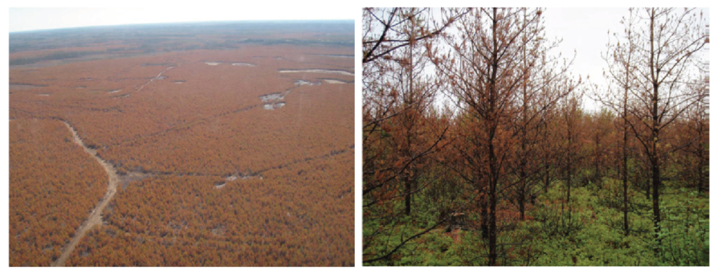 On the left, a map of Ontario showing the mean annual area burned by large fires (over 200 hectares) from 1961 to 1990. From 1961 to 1990 large fires burned under 0.2% of the forest per year in central Ontario, and between 0.5% to 2% in the North of Ontario. On the right, a map of Ontario showing the projection of the mean annual area burned by large fires (over 200 hectares) at the end of the century under a high emissions scenario. In this projection, large fires burn under 0.2% of the forest per year in central Ontario and from 0.5% to 5% in the North of Ontario.