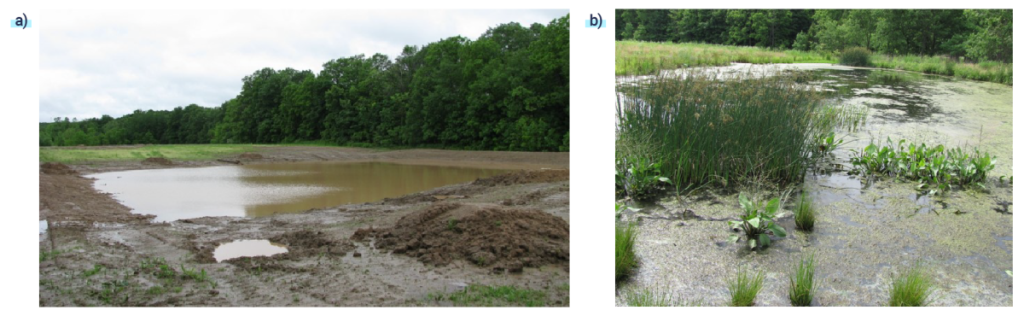 À gauche, une photo d'avant restauration de la zone humide Williams dans laquelle la forêt borde une fosse avec de l'eau entourée de terre. À droite, la zone humide Williams restaurée dans laquelle la forêt borde une zone humide avec diverses graminées et plantes.