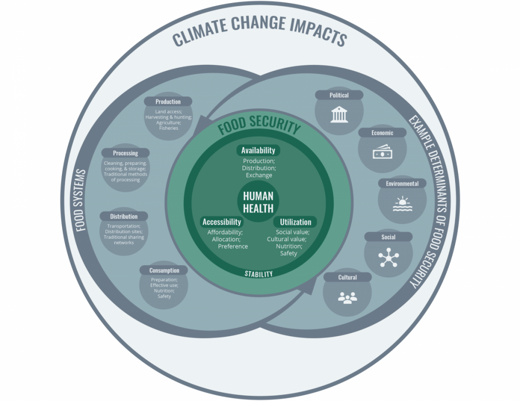 A schematic of the relationships among food security, food systems and determinants of health in a changing climate. Food security has three main pillars: food availability, accessibility and use. The fulfillment of these three pillars is necessary to achieve food security and contributes to good health. Food systems include components of production, processing, distribution and consumption. These components of food systems are integrated, and the effective operation of food systems underpin the main pillars of food security. Examples of determinants of food security include political, economic, environmental, social and cultural factors, which can influence the presence of food security.