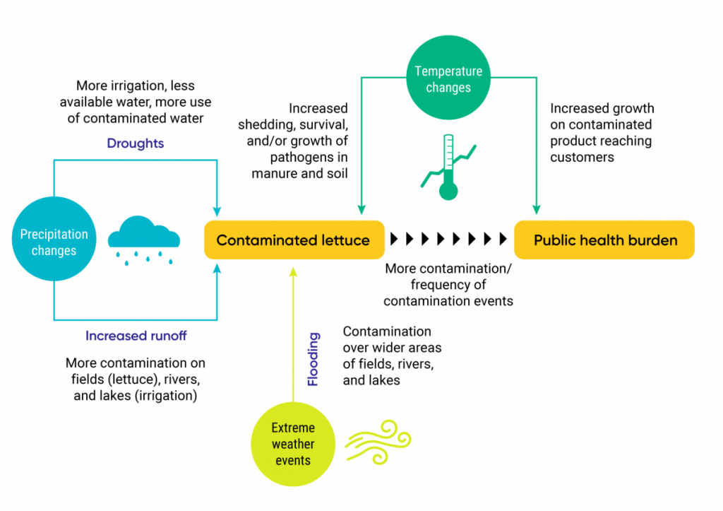 A schematic illustrating climate-related contamination pathways of lettuce grown in Canada from pathogens shed from livestock.