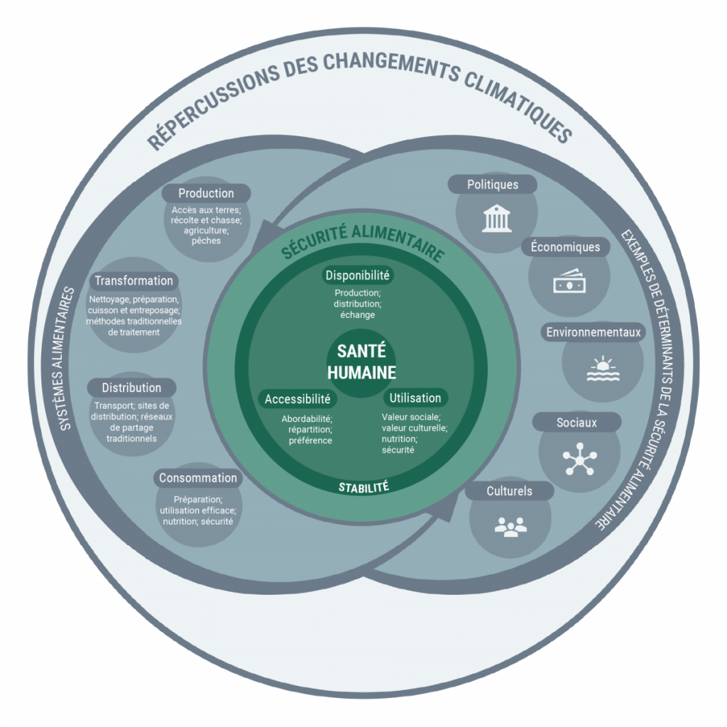 Schéma des relations entre la sécurité alimentaire, les systèmes alimentaires et les déterminants de la santé dans un climat changeant. La sécurité alimentaire repose sur trois piliers principaux : la disponibilité, l’accessibilité et l’utilisation des aliments. Ces trois piliers sont nécessaires pour atteindre la sécurité alimentaire et contribuent à une bonne santé. Les systèmes alimentaires comprennent des éléments constitutifs de la production, de la transformation, de la distribution et de la consommation. Ces éléments constitutifs des systèmes alimentaires sont intégrées, et le fonctionnement efficace des systèmes alimentaires sous-tend les principaux piliers de la sécurité alimentaire. Parmi les déterminants de la sécurité alimentaire figurent des facteurs politiques, économiques, environnementaux, sociaux et culturels, qui peuvent influencer la présence de la sécurité alimentaire.