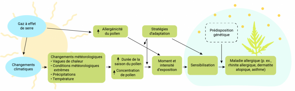 Schéma illustrant les effets des changements climatiques sur les aéroallergènes au Canada. Une partie de l’augmentation des niveaux d’aéroallergènes a été liée aux changements climatiques. Des facteurs tels que la température, la durée de la saison, le moment de l’exposition, la sensibilisation et les maladies allergiques seront influencés par les changements climatiques. La prédisposition génétique a une incidence sur la vulnérabilité des personnes aux maladies allergiques. Les stratégies d’adaptation influencent les niveaux d’exposition aux aéroallergènes et leur intensité.