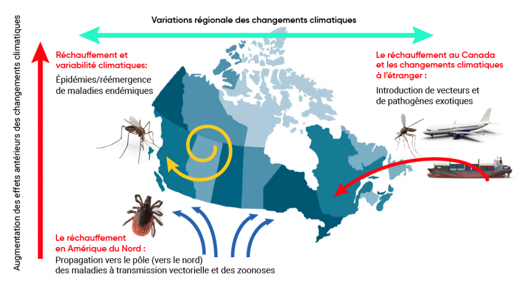 Schéma des effets des changements climatiques sur les risques de maladies infectieuses au Canada. Le réchauffement au Canada augmente la probabilité d’épidémies et la réapparition de maladies endémiques. Elle peut également entraîner l’introduction de vecteurs et d’agents pathogènes exotiques provenant de l’étranger. Le réchauffement en Amérique du Nord accroît la propagation des maladies à transmission vectorielle et des zoonoses.