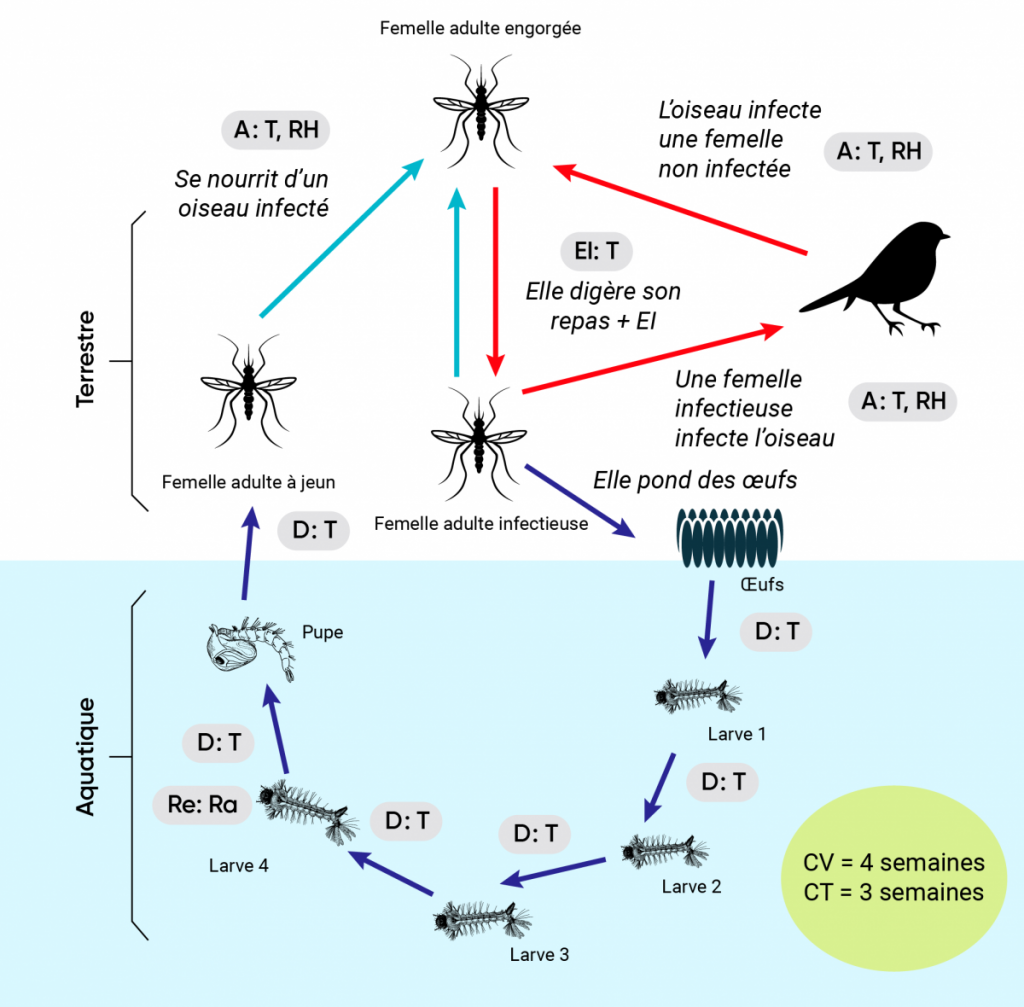 Schéma comptant deux tableaux, illustrant les impacts des conditions météorologiques et climatiques sur le cycle de vie des diptères et des tiques ixodides vectrices. Les répercussions des changements climatiques sont illustrés à l’aide du cycle de vie du moustique commun et de son rôle dans la transmission du virus du Nil occidental (VNO) dans le tableau A. Le cycle de vie de la tique à pattes noires et son rôle dans la transmission de l’agent de la maladie de Lyme, Borrelia burgdorferi, sont illustrés dans le tableau B.