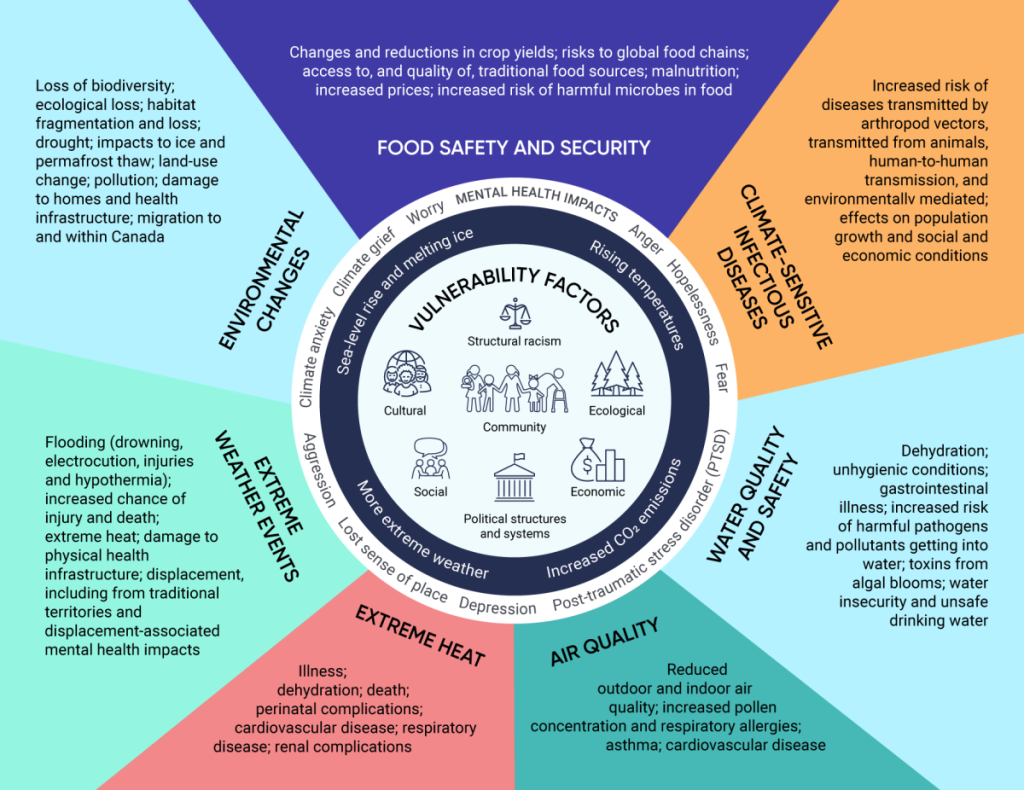 Graphic representation of the risks of climate change to the health in Canada. Beginning at the center of the graphic a circle houses seven vulnerability factors such as structural racism, political structures and systems, community, ecological, economic, social, cultural and community. A ring around the vulnerability factors identifies four climate changes such as increased CO2 emissions, extreme weather and rising temperatures. A third ring identifies ten mental health impacts, including anger, hopelessness, fear, post-traumatic stress disorder, depression, lost sense of place, aggression, climate anxiety, climate grief, and worry. In the final ring, seven climate change impacted areas are identified and described. The first is food safety and security which is impacted by changes and reductions in crop yields, harmful microbes and increased prices of food, presenting risks to the global food chains and to access of traditional food sources, leading to malnutrition and increased prices. Next, climate-sensitive infectious diseases present an increased risk for transmission by arthropod vectors, both from animals and human-to-human transmission. There are also environmentally mediated effects on population growth and social and economic conditions. Water quality and safety are affected through an increased risk of harmful pathogens, pollutants and toxins from algae blooms contaminating water ways and causing gastrointestinal illnesses, water insecurity and overall unsafe drinking water which can lead to dehydration and unhygienic conditions. Climate change impacts air quality as well. Reduced outdoor and indoor air quality and increased pollen can lead to respiratory allergies, asthma, and cardiovascular disease. Extreme heat presents risks of dehydration, perinatal and renal complications, cardiovascular and respiratory diseases, and even death. Extreme weather events present increased risk of injury and death, for example by drowning, electrocution and hypothermia in cases of flooding. Extreme weather events also present risks to infrastructure, causing displacement amongst communities, including from traditional territories, and displacement-associated mental health impacts. Finally, environmental changes lead to a loss of biodiversity, ecological loss, habitat fragmentation, drought, impacts to ice and permafrost thaw, land-use change, pollution, damage to health and infrastructure and migration to and within Canada.